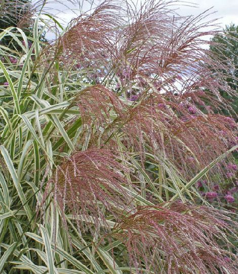 Miscanthus sinensis variegata